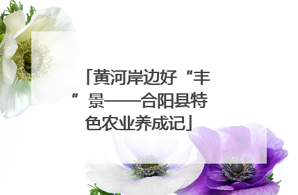 黄河岸边好“丰”景——合阳县特色农业养成记