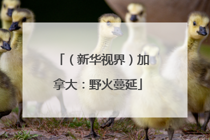 （新华视界）加拿大：野火蔓延